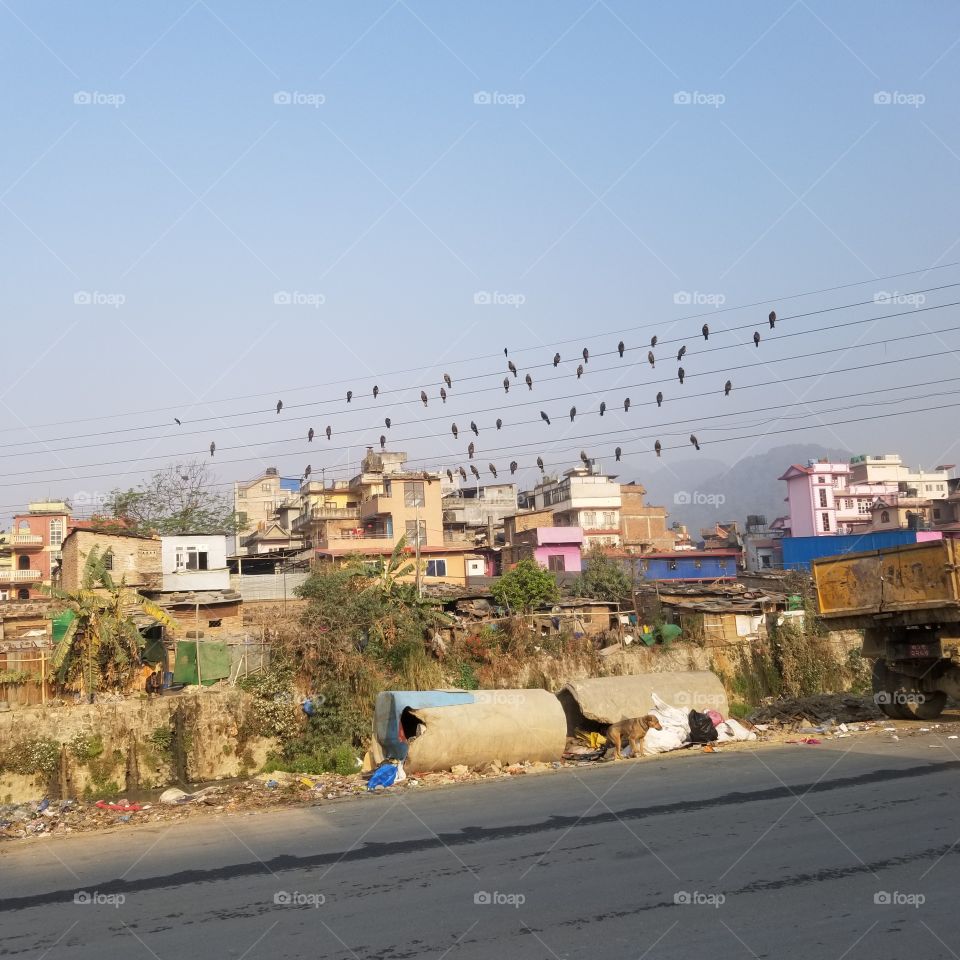 group of vultures and crows on the naked electric transmission line in bishnumati river