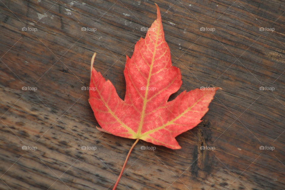 leaf