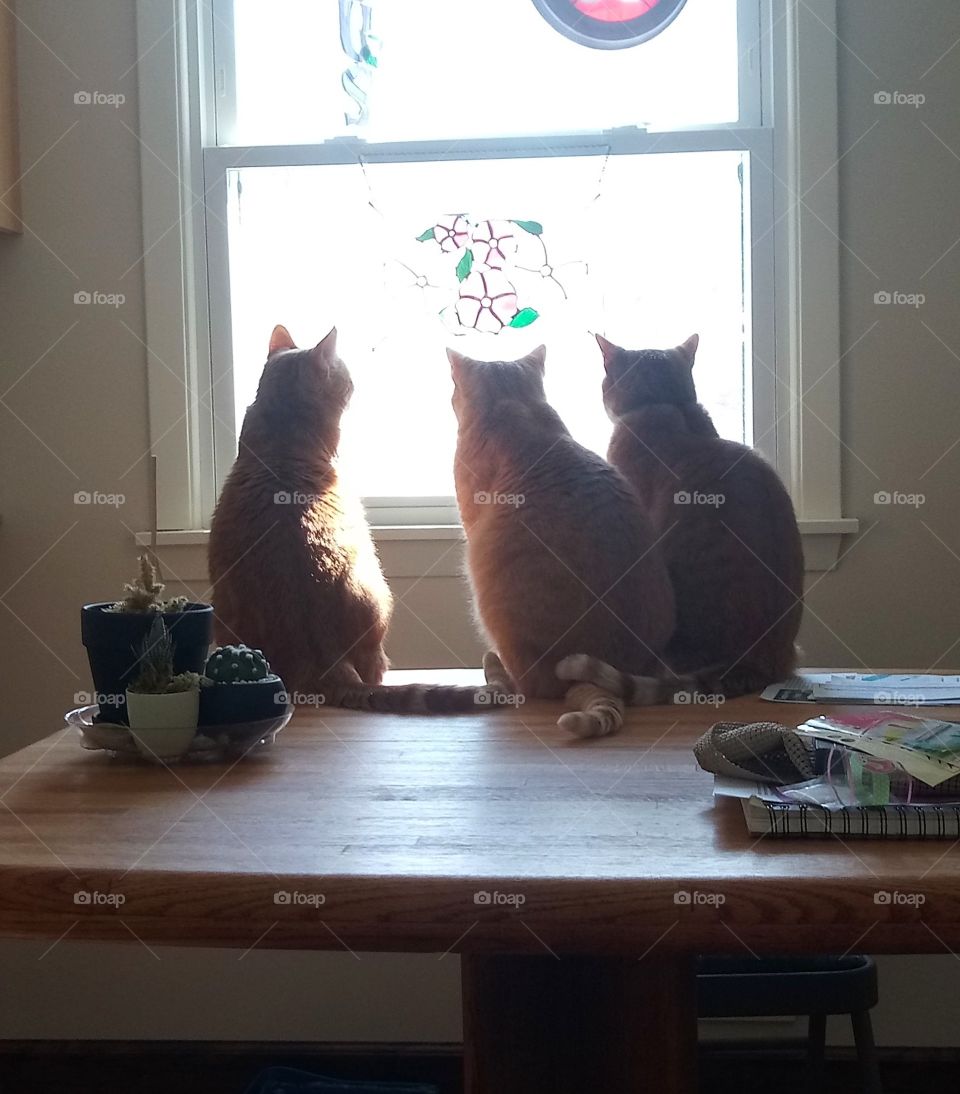 3 brother cats sitting next to each other as they look out the window