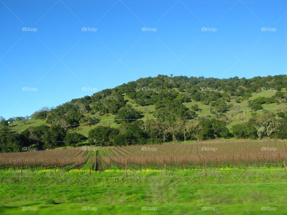 Beautiful/Vineyard/Napa/California 
