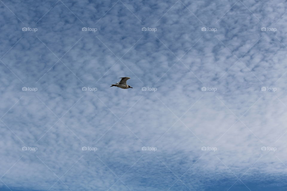 Seagull in the Sky