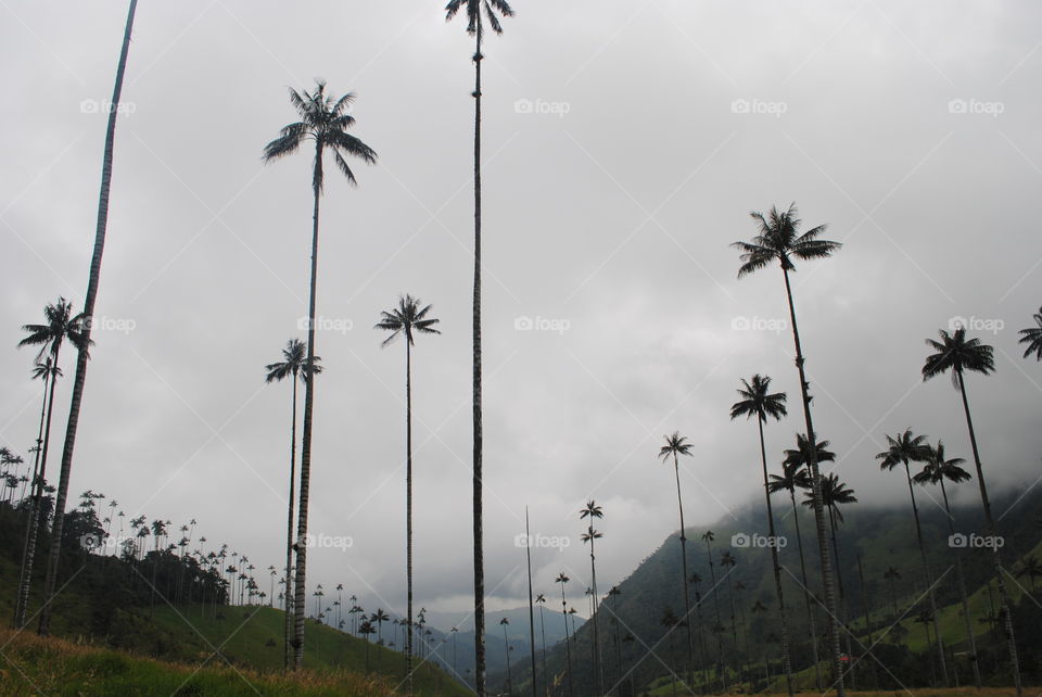 Wax Palm