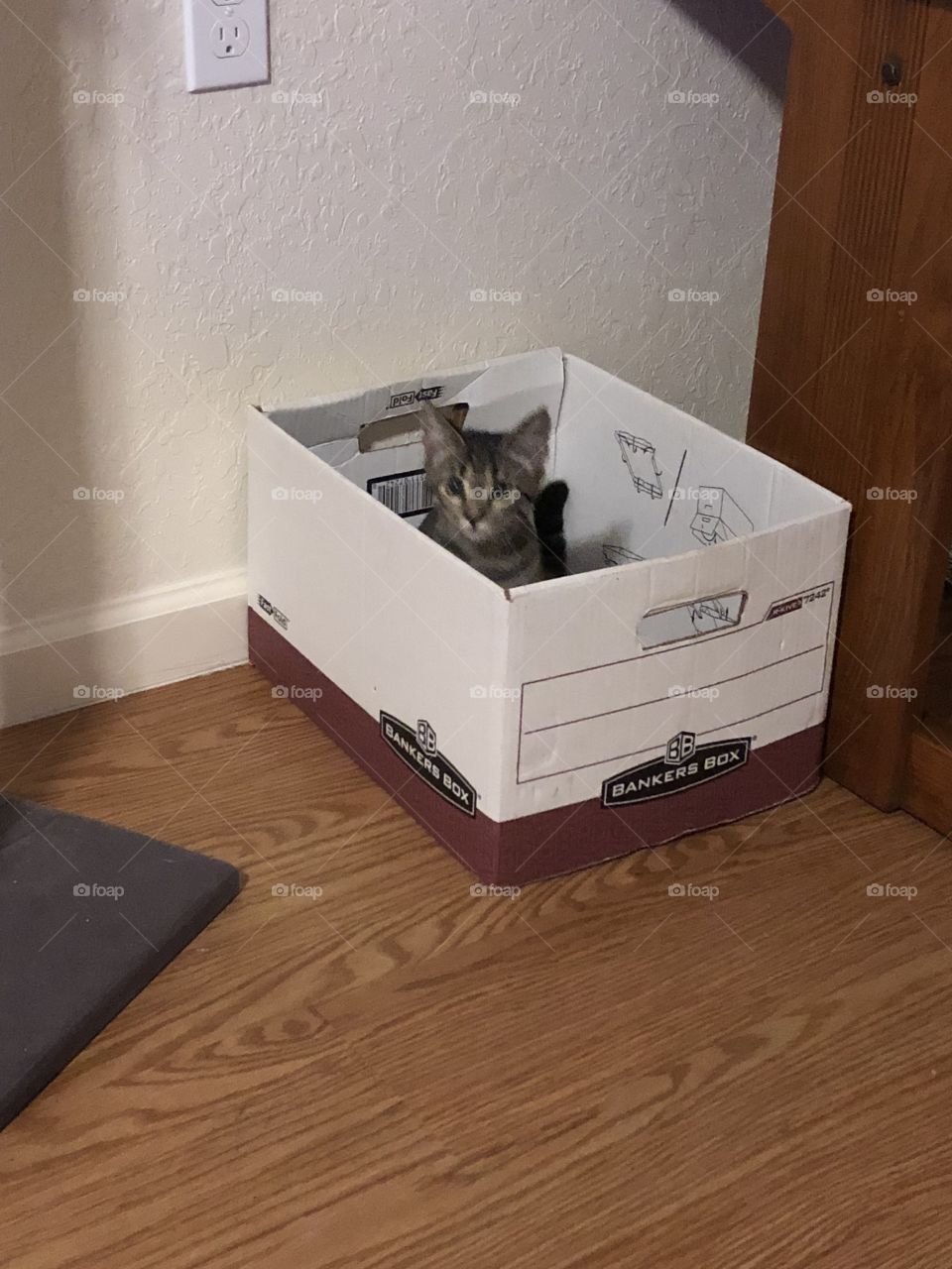 Kitty in box 