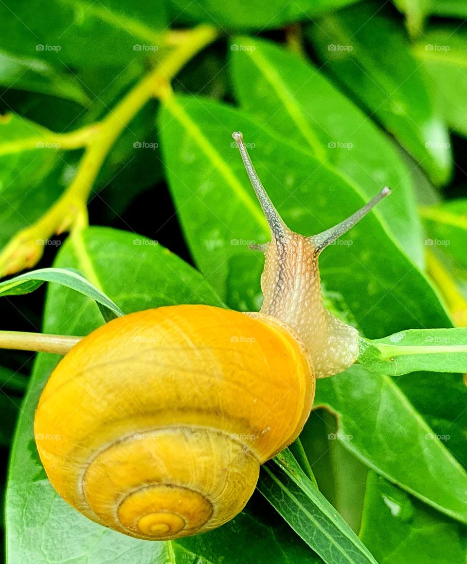 Garden snail