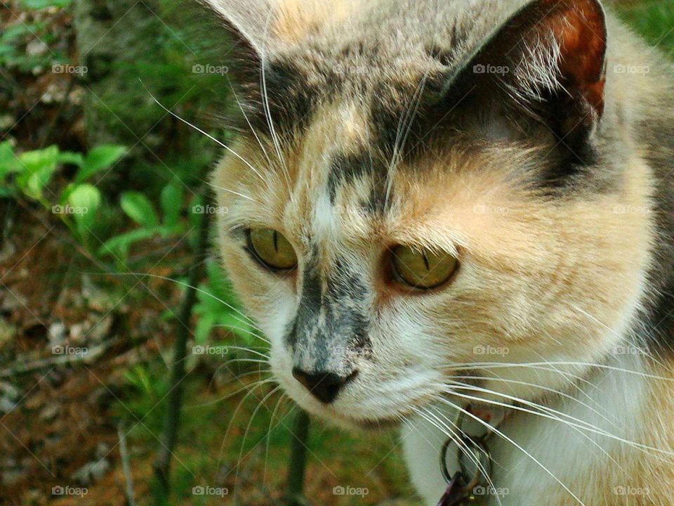 Curious Diluted Calico