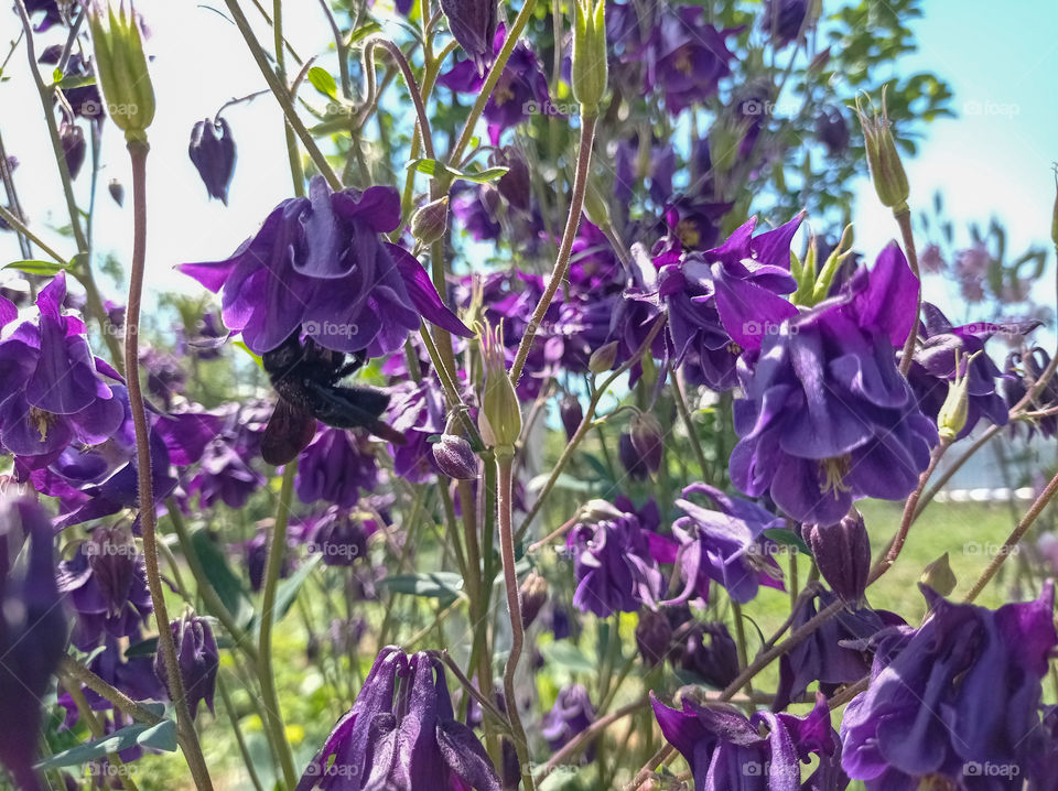 The purple carpenter bee is a species of solitary bee in the family Apidae. And the purple flowers of Aquilegia.