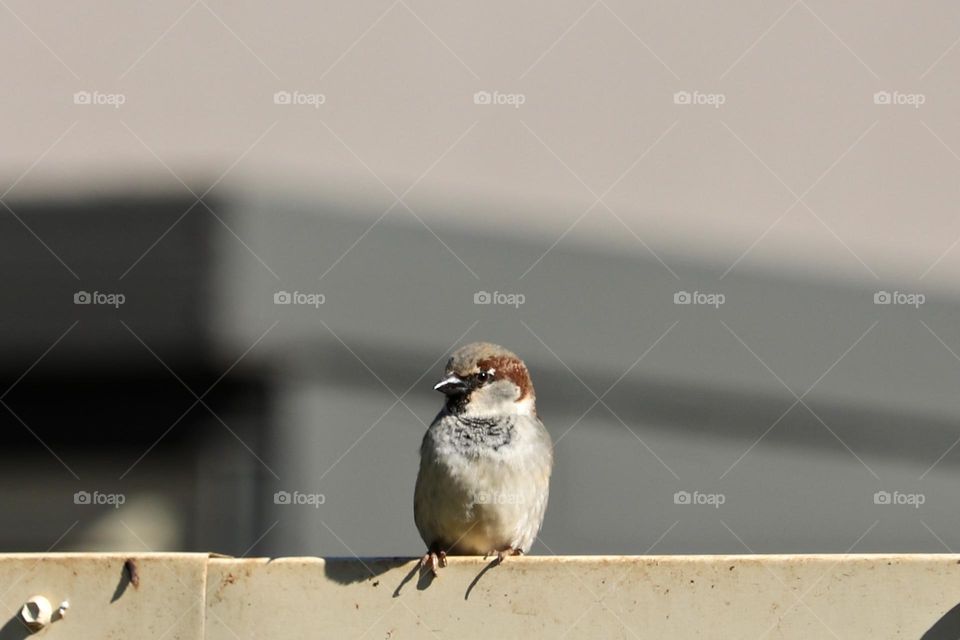 Sparrow perched on fence in springtime South Australia, room for text 