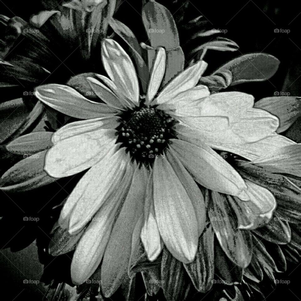 b+w dahlia