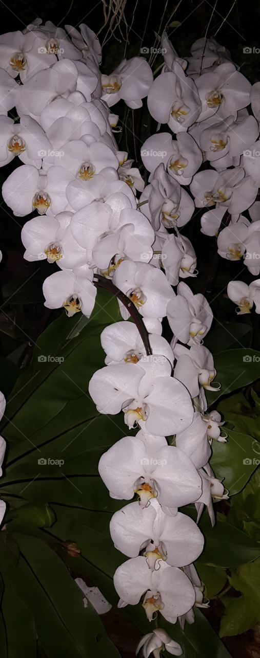 So big n beautiful orchid.