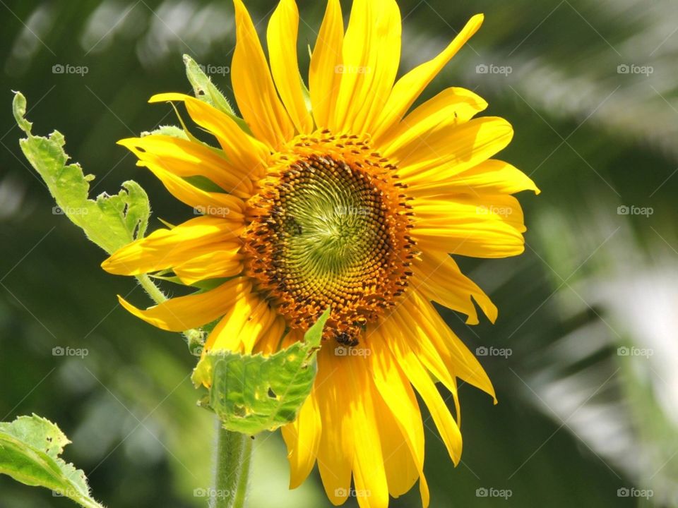 It’s common to find the Sunflower in several places. It can grow in more than one season and besides being beautiful, is a pollination plant. Its color, vibrant yellow, the vulnerability of the leaves, a small bee present and its details impress. 