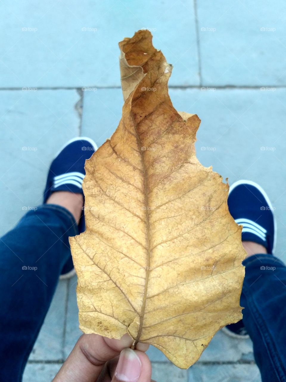 Yellow Leaf / Nature / Dry Leaf