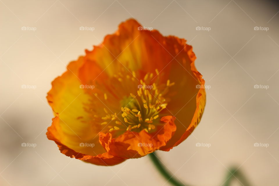 Orange Poppy