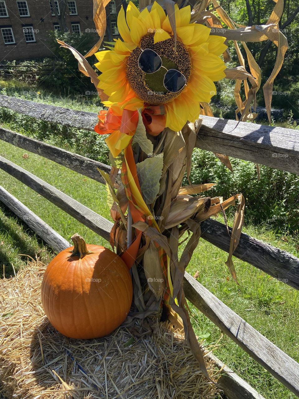 A sunflower decorated with sunglasses and sitting atop a bale of hay next to a pumpkin at a recent Fall Craft Fair at Allaire State Park. The green grass and plants of a neighboring field are in the background. This is country chic at its finest. 