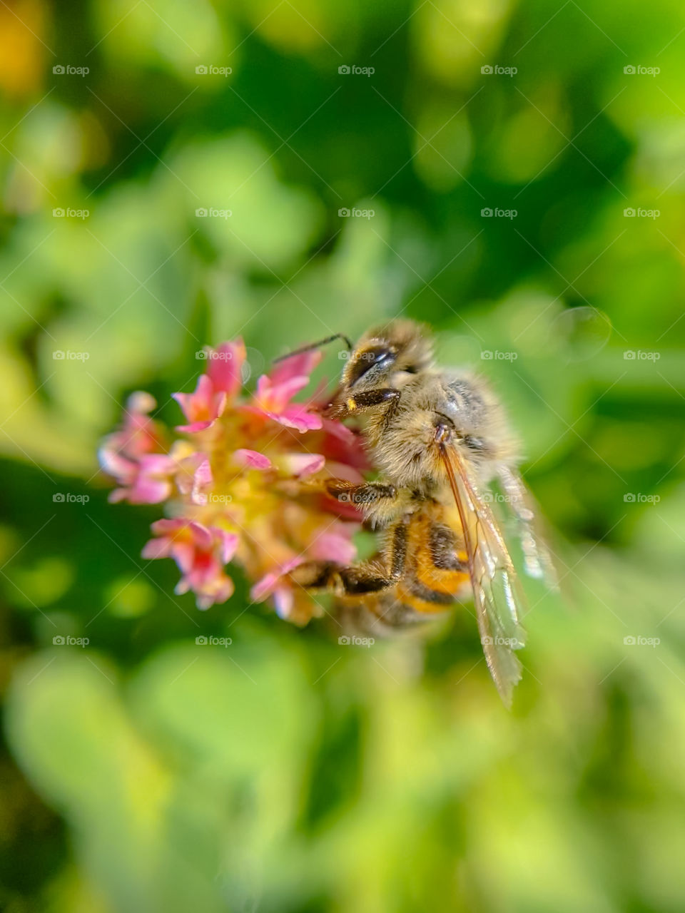 Bee perched on pink flower