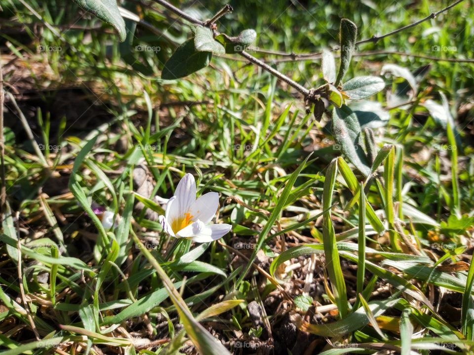 Crocus and a branch of honeysuckle.