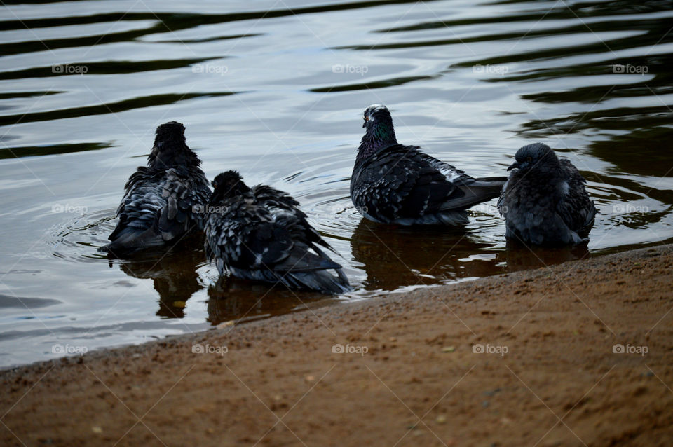 Pigeons take a bath