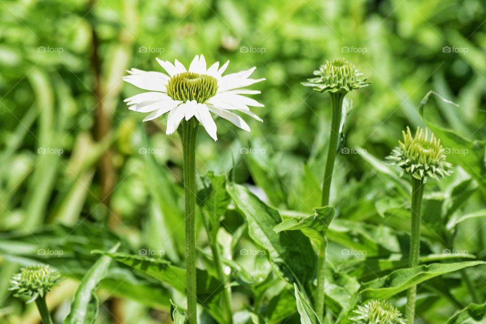 White daisy blooming at outdoors