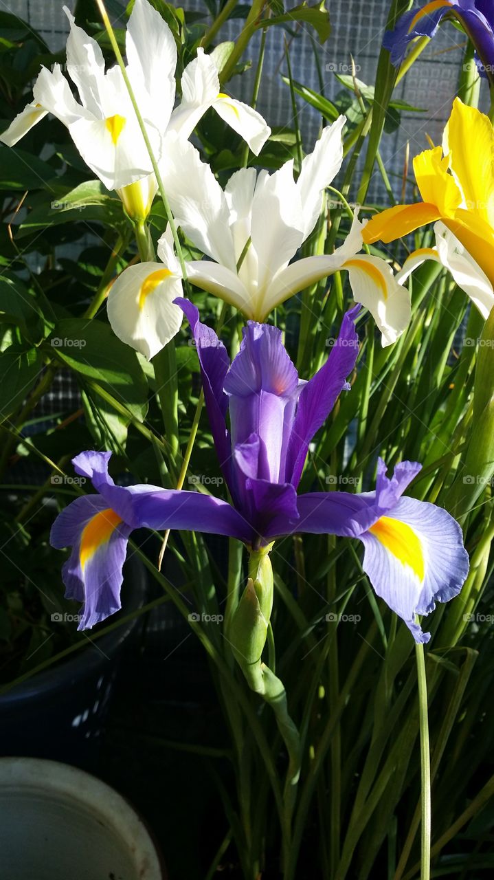 duch irises