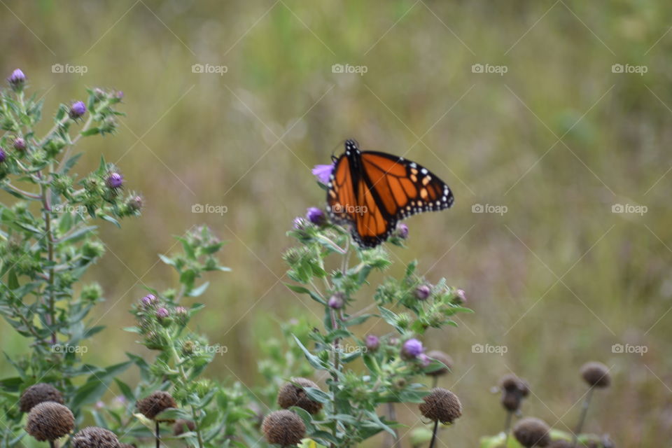A monarch butterfly perched on a purple wild flower.