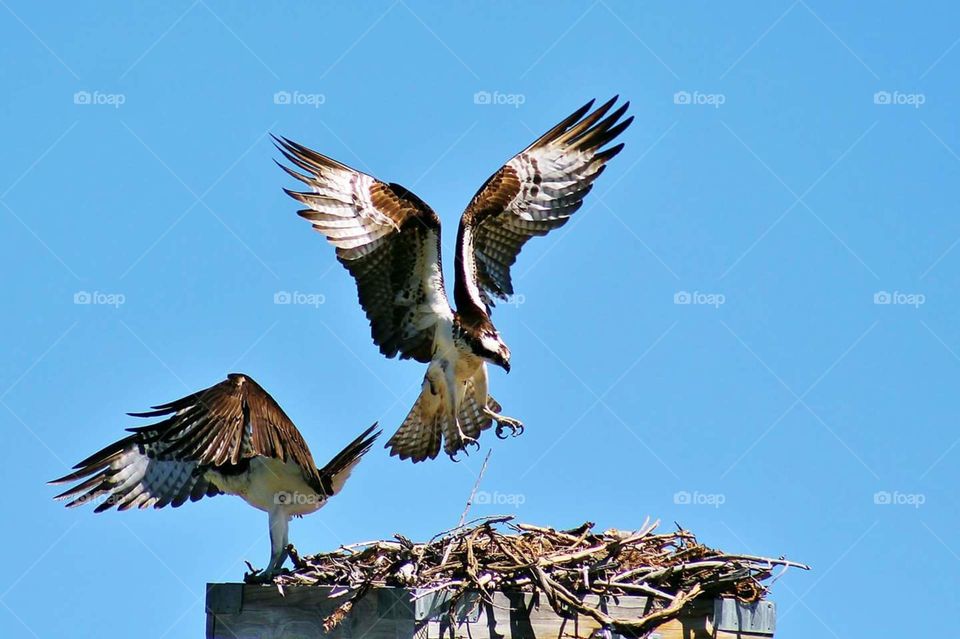 coming in for a landing