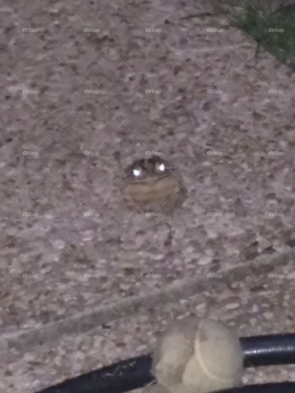 This is Billy. I'm sure he's not the only toad at my home. However, he was always staring at me while I had a cigarette.
