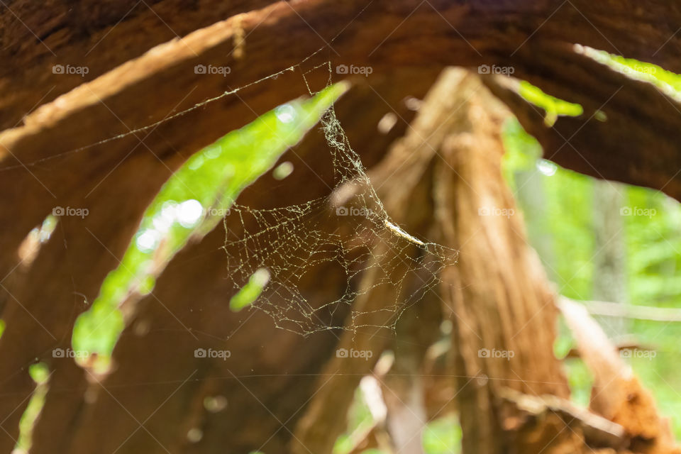 Abandoned Orb Web created by an Orb Weaver Spider in the woods right around Mount Osceola, New Hampshire. 