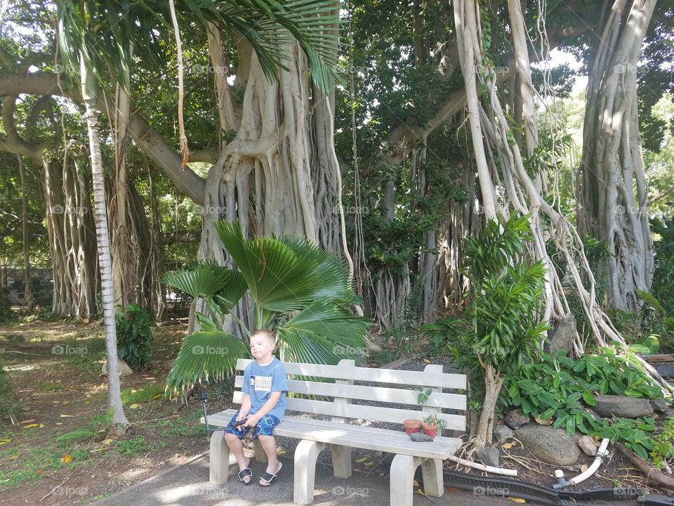 Boy sits in front of Banyan tree