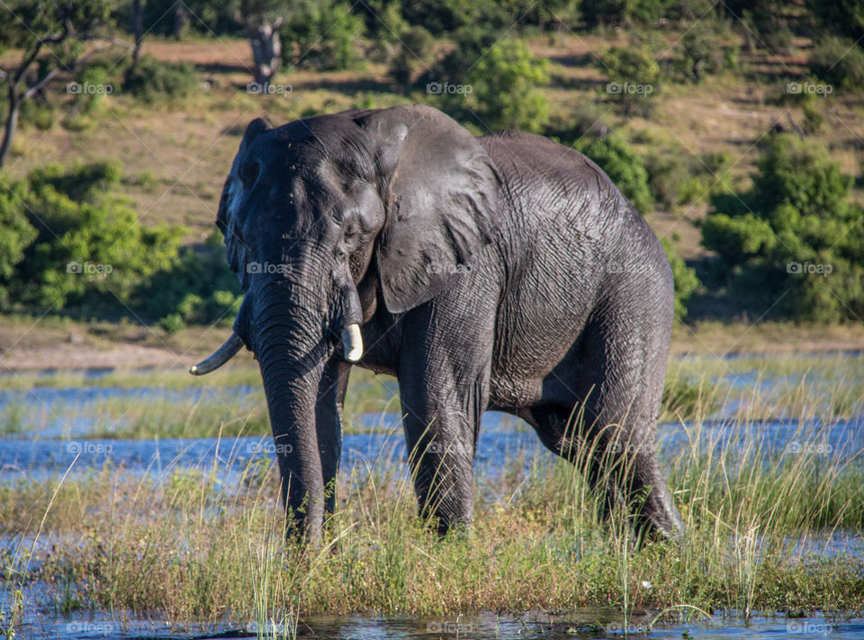 Elephants 