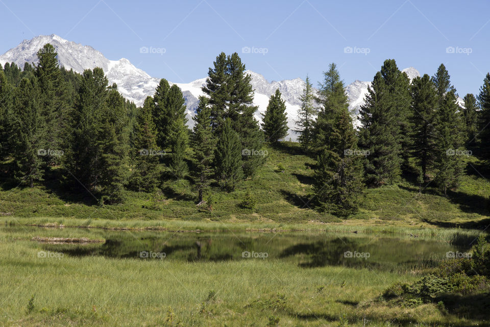Forest and little lake in the mountains 