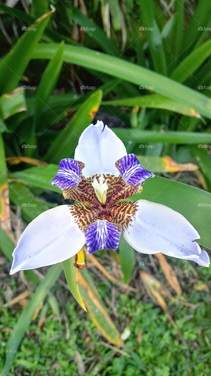 NATURE FLOWER GARTEN BOTANIK