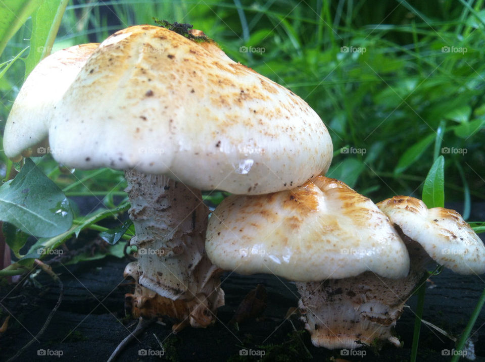 MUSHROOMS ON A RAILROAD TIE