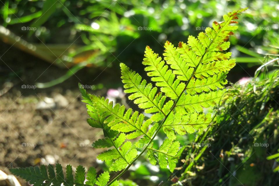 translucent fern 