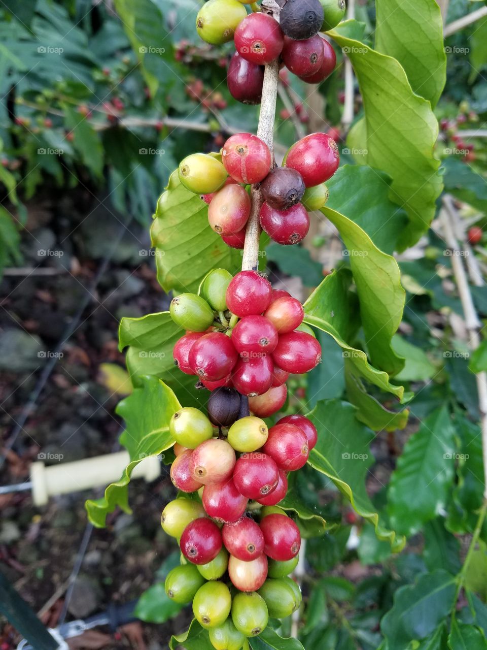 Coffee cherries