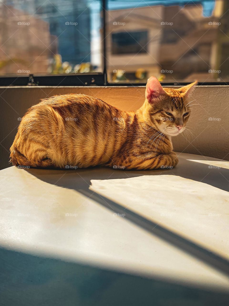 Orange cat 
