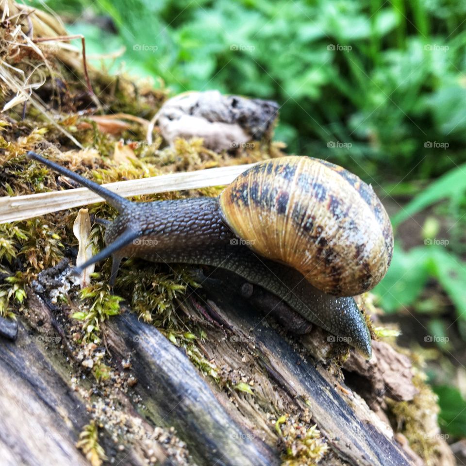 Slugs and snails venturing out after a shower of rain 