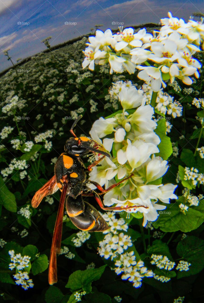 Bee & SOBA-flower