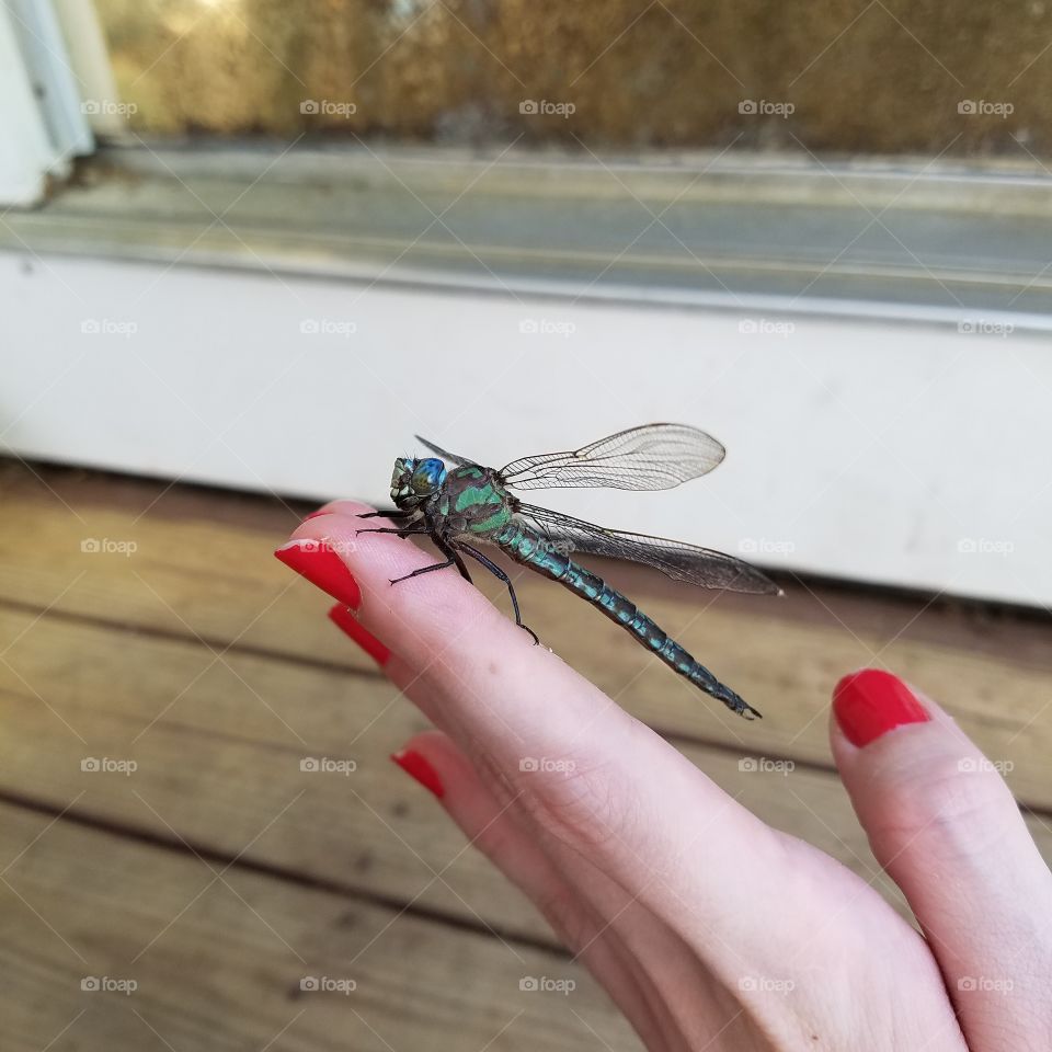 dragonfly