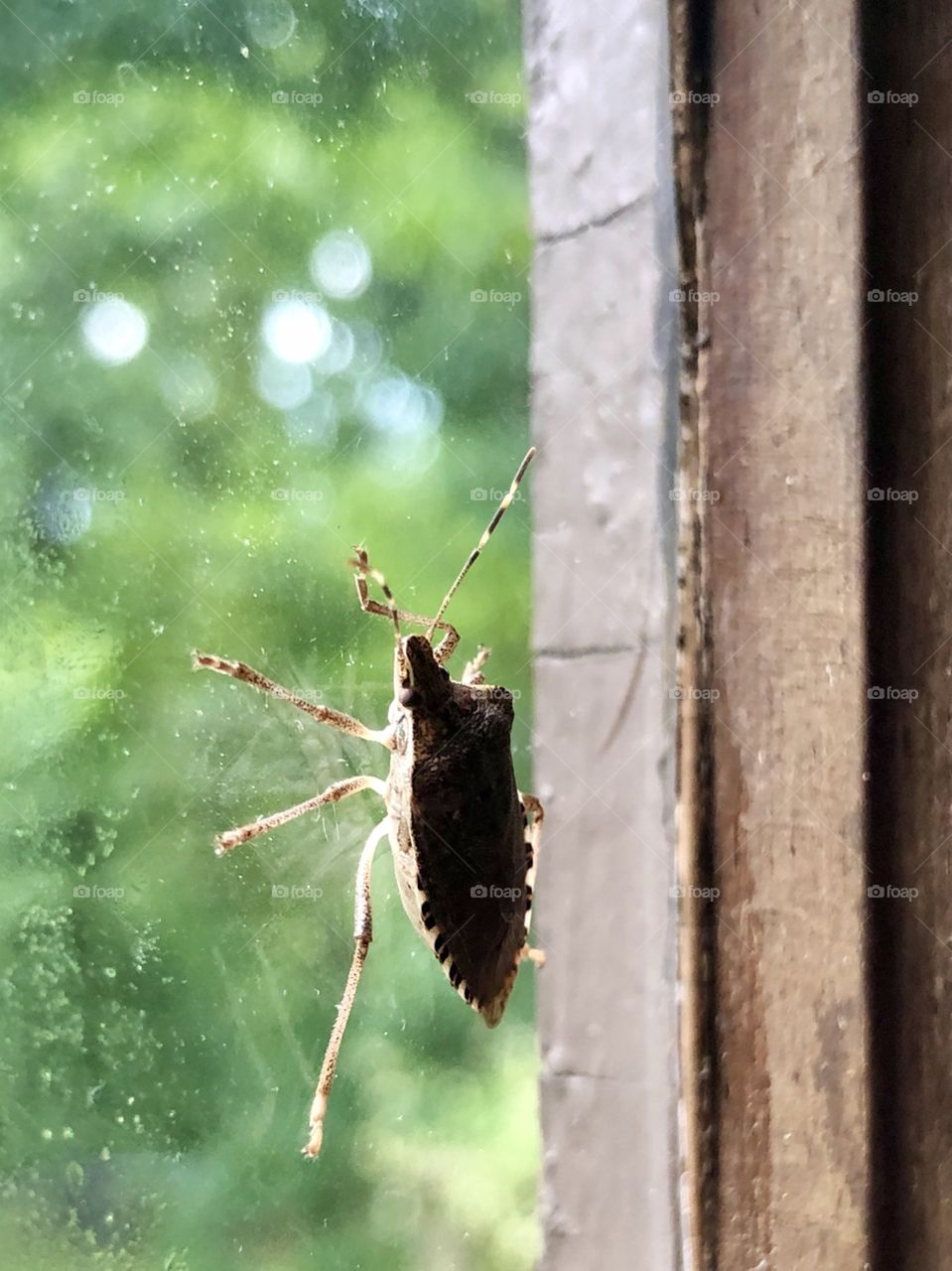 Closeup of stink bug on window glass