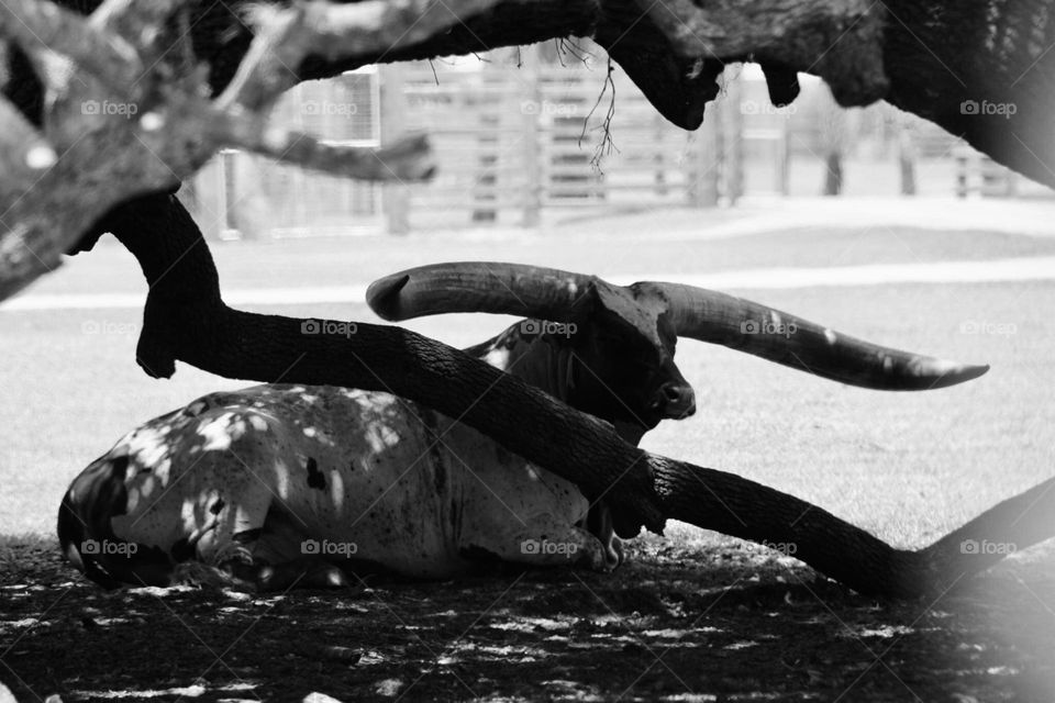 Big horns by the tree in Florida 