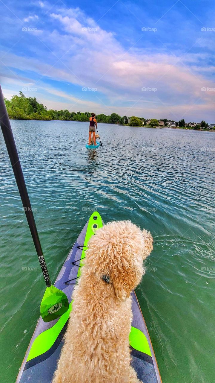 paddleboarding with the dog