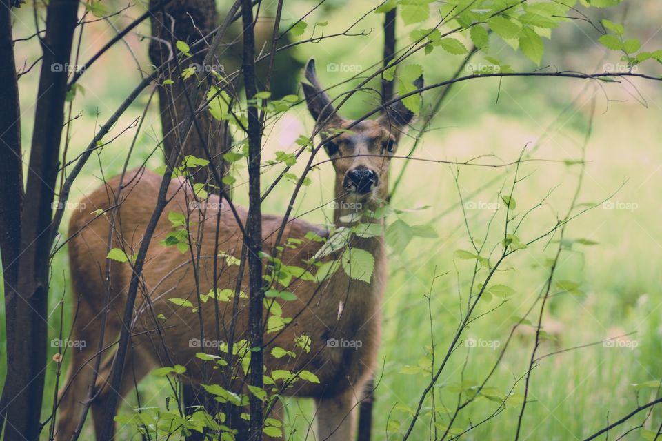 Young deer peeking through spring bushes