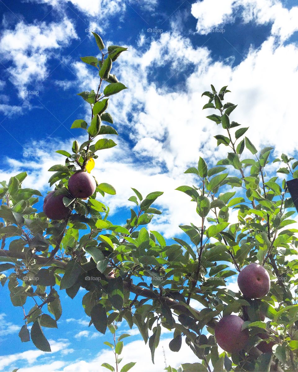 Apples on the tree