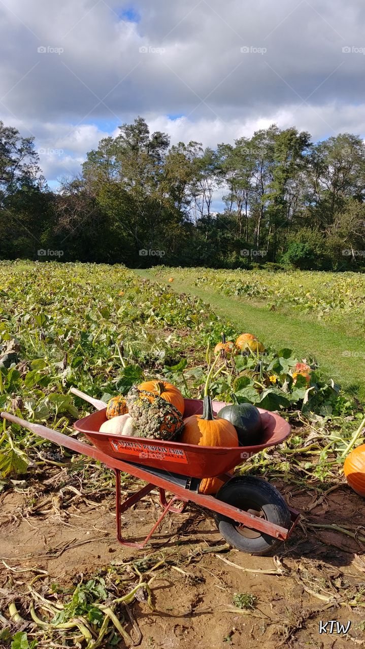 It's a pumpkin season!