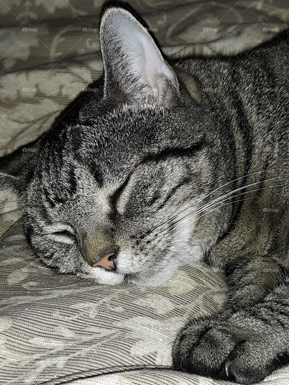Here is Trooper, our beautiful dark sable Tabby cat. She is smiling in her sleep!