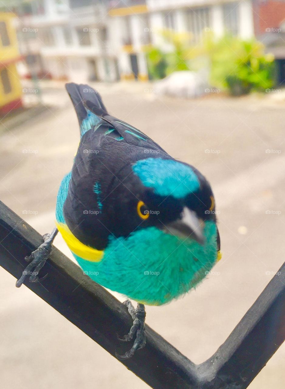 Peleando con mi ventana un visitante colorido y  muy bien vestido 