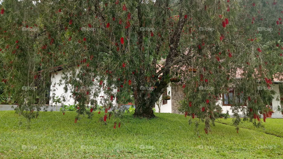 A melaleuca citrina, vulgarmente conhecida como maconha vermelha, Escova-de-Garrafa (Crimson bottlebrush).NATURE NATURAL NATUR TREE FLOWER Callistemon citrinus (Curtis) Skeels. Escova-de-Garrafa (Crimson bottlebrush)