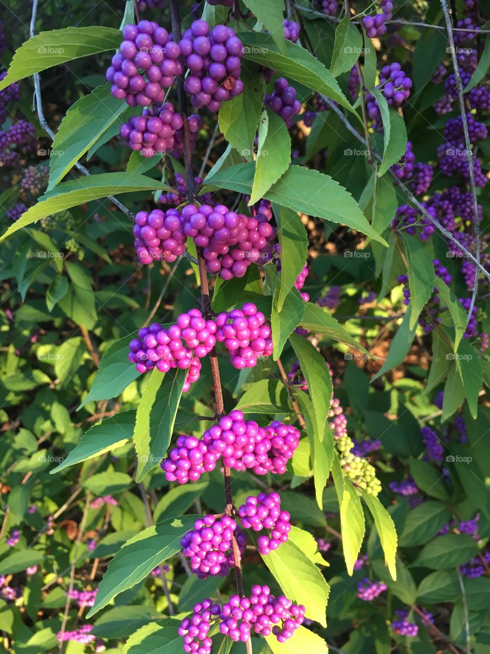 Pink berries in my garden
