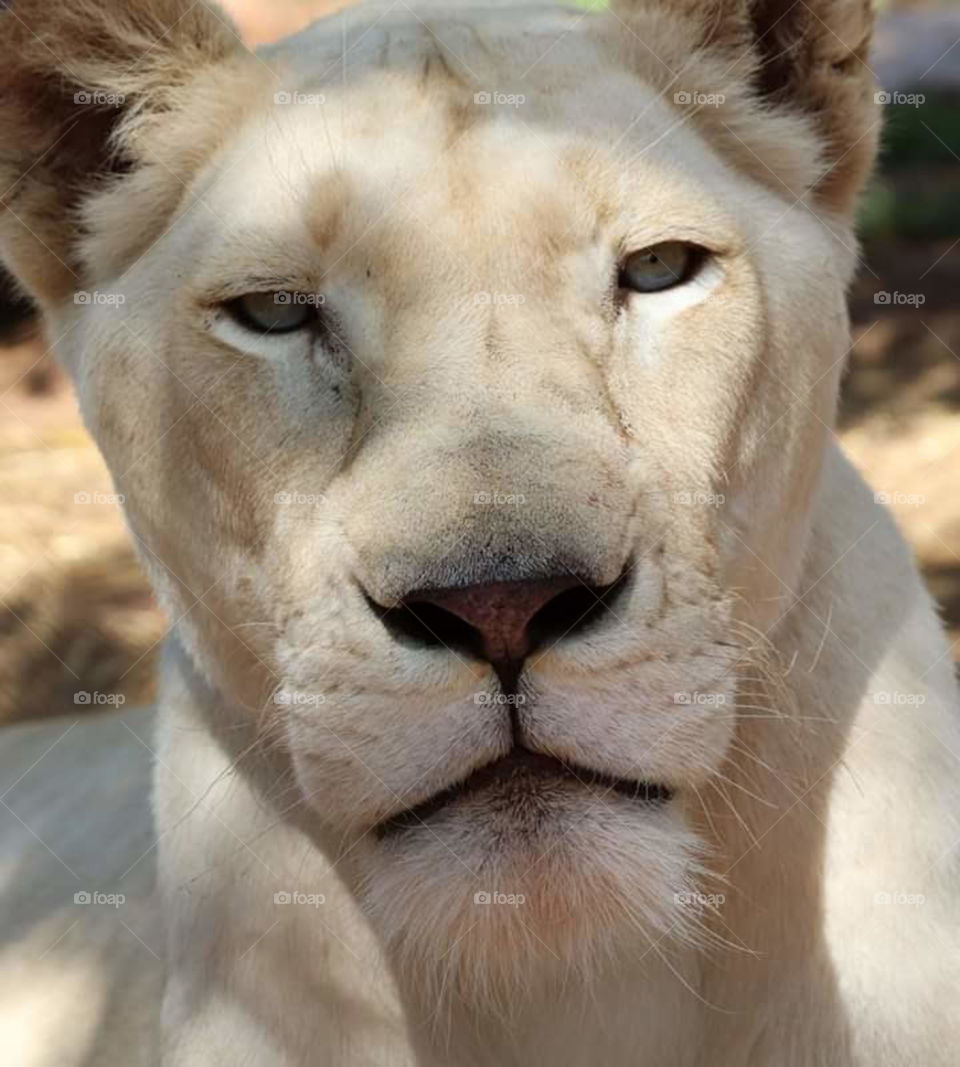 beautiful white lioness with big white eyes
 
