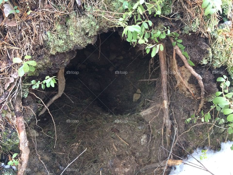 Bear nest