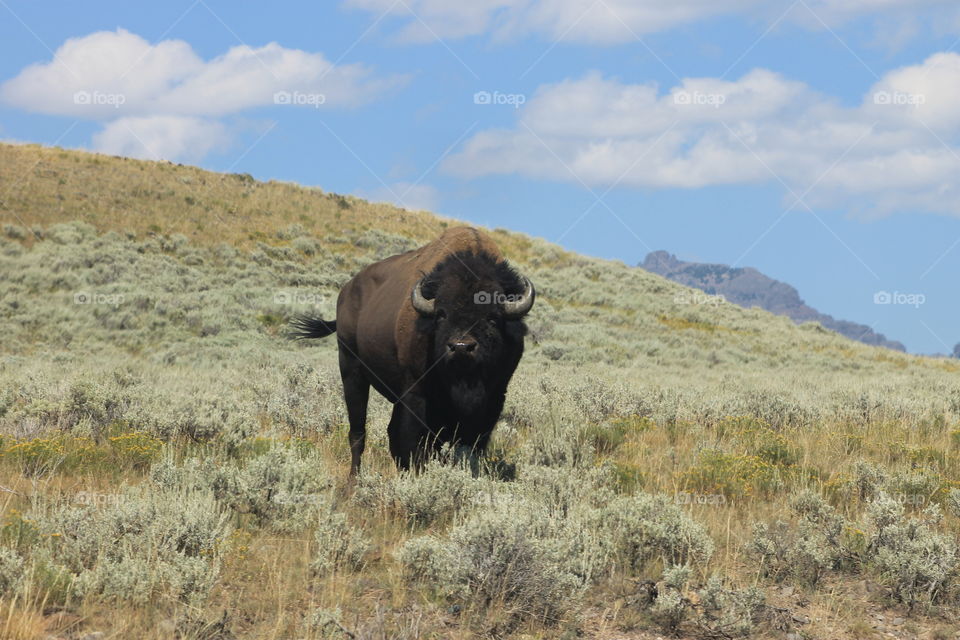Buffalo looking at the camera in Yellowstone National Park.